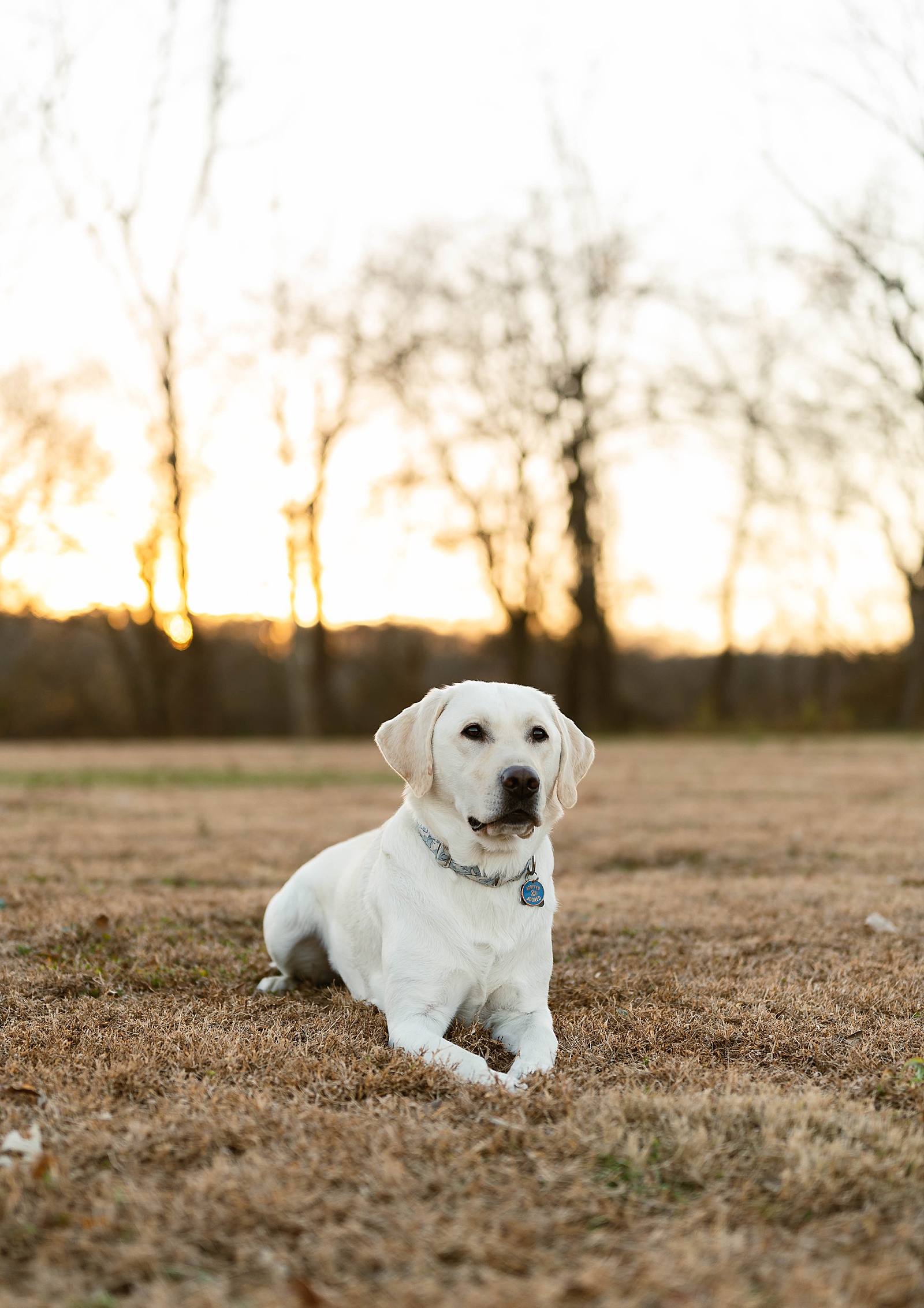 White dog sitting in grass for Holiday photos 